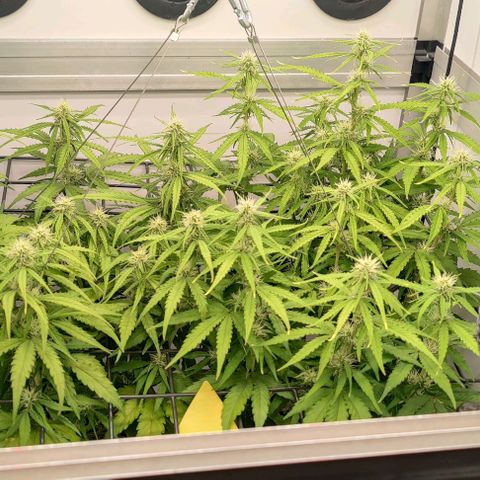 Orion #1 growlog timeline photo
