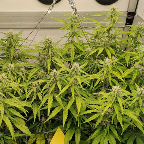 Orion #1 growlog timeline photo