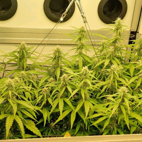 Orion #1 growlog timeline photo