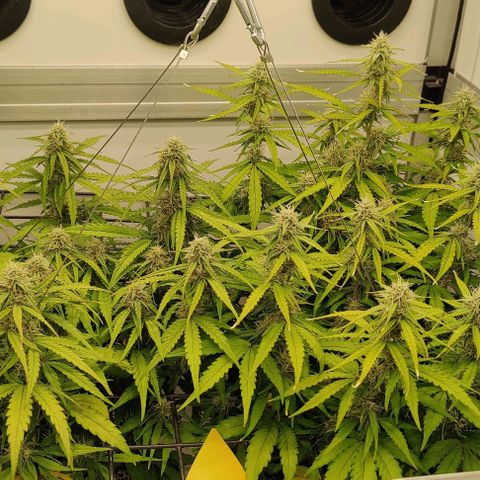 Orion #1 growlog timeline photo