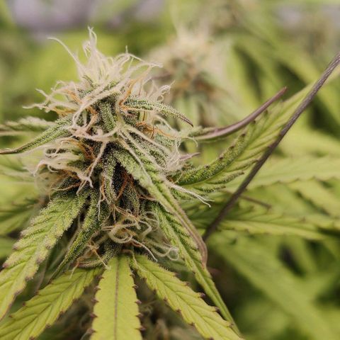 Orion #1 growlog timeline photo