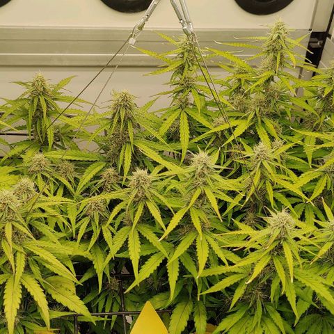 Orion #1 growlog timeline photo