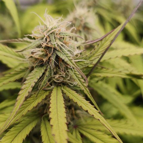 Orion #1 growlog timeline photo
