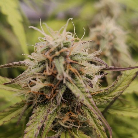 Orion #1 growlog timeline photo