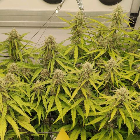Orion #1 growlog timeline photo