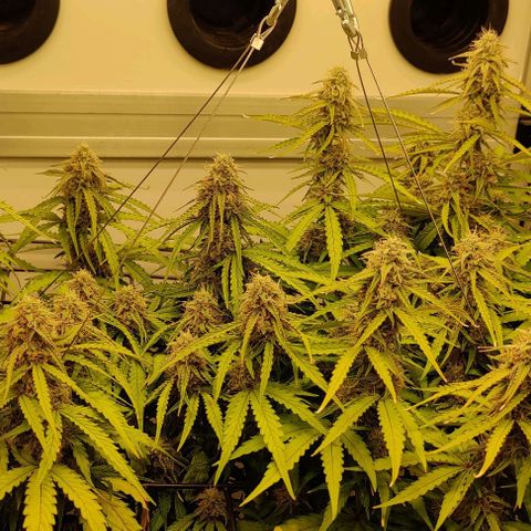 Orion #1 growlog timeline photo