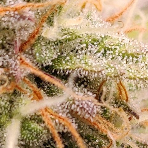 Orion #1 growlog timeline photo