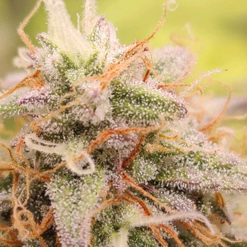 Orion #1 growlog timeline photo
