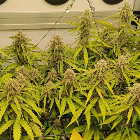 Orion #1 growlog timeline photo