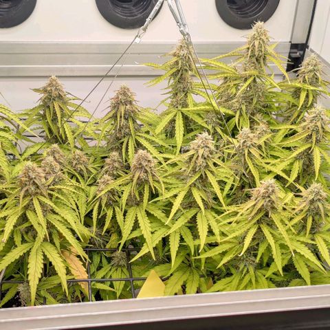 Orion #1 growlog timeline photo