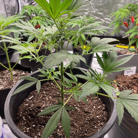 Northern Lights growlog timeline photo