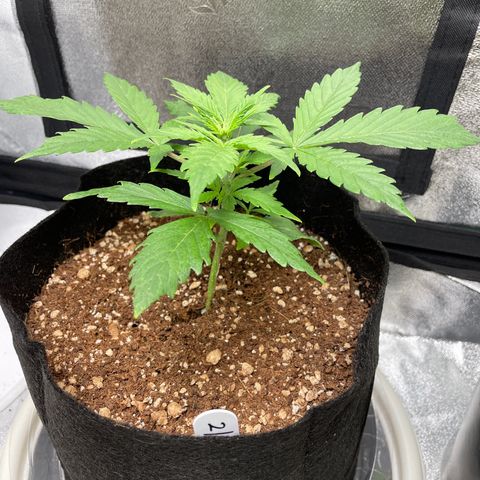 Crystal Candy XL Auto growlog timeline photo