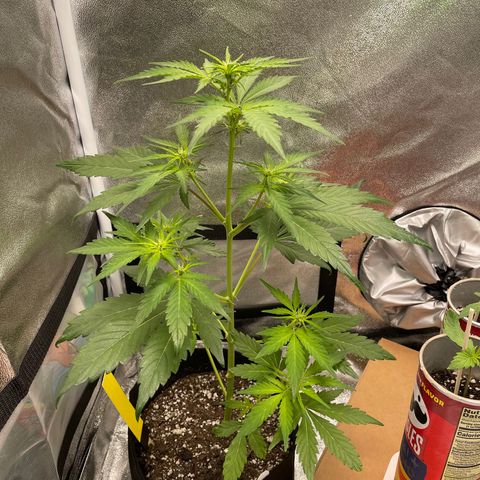 Critical+ 2.0 Auto growlog photo: Transferred to the 2x2 tent & set the light time to 20/4