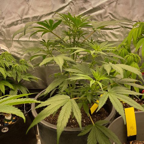 Northern Lights growlog photo: In the flower stage now, 1 well into the 12/12