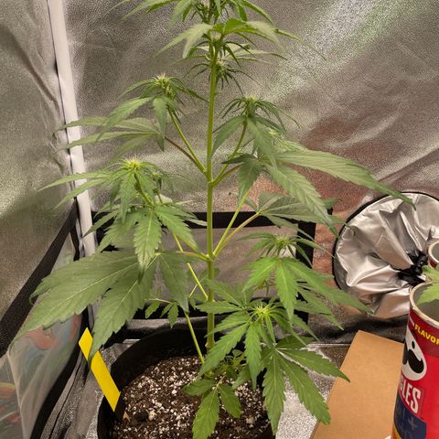 Critical+ 2.0 Auto growlog timeline photo