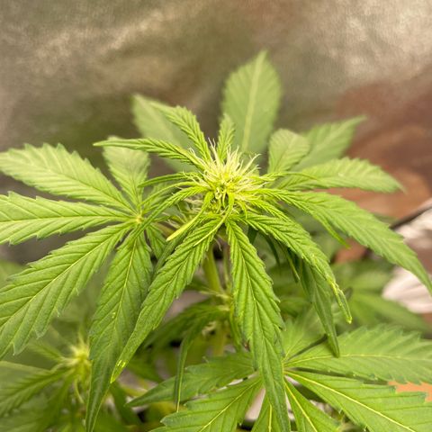 Critical+ 2.0 Auto growlog timeline photo