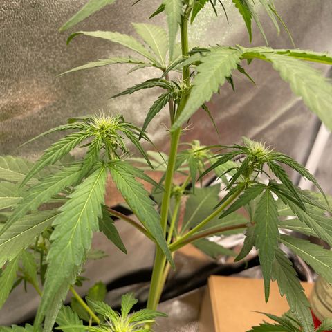 Critical+ 2.0 Auto growlog timeline photo