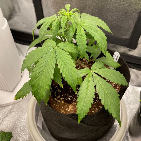 Crystal Candy XL Auto growlog timeline photo