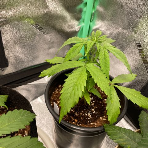 Crystal Candy XL Auto growlog timeline photo