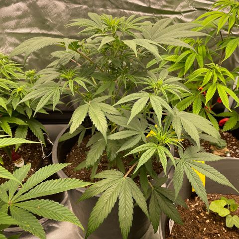 Northern Lights growlog timeline photo