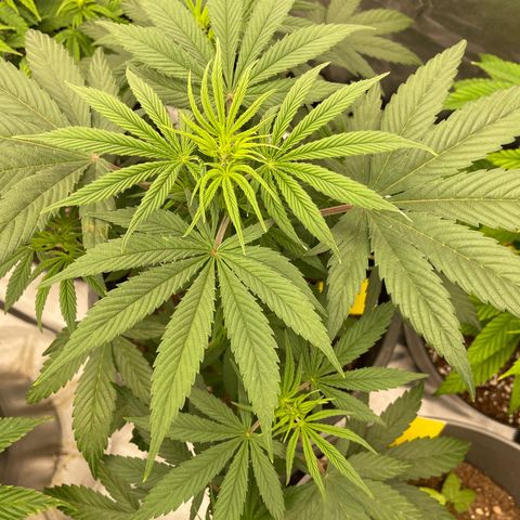 Northern Lights growlog timeline photo