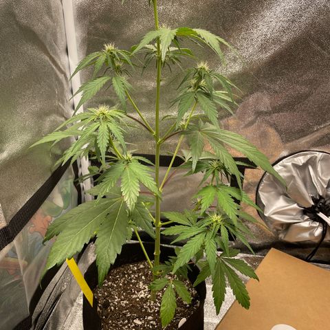 Critical+ 2.0 Auto growlog timeline photo