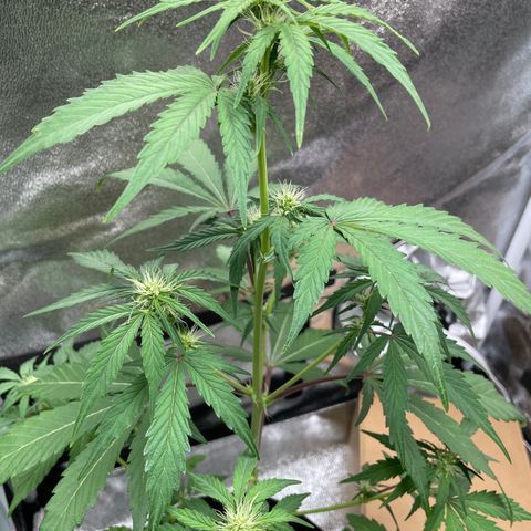 Critical+ 2.0 Auto growlog timeline photo