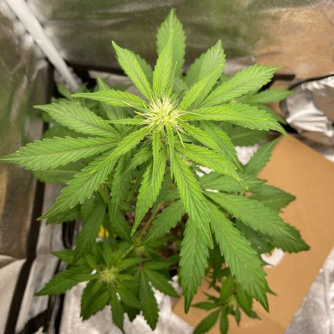 Critical+ 2.0 Auto growlog timeline photo