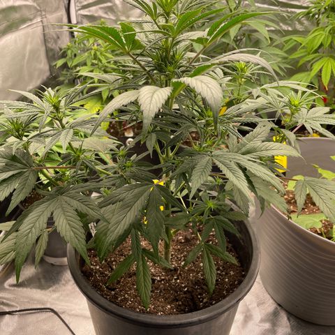 Northern Lights growlog timeline photo