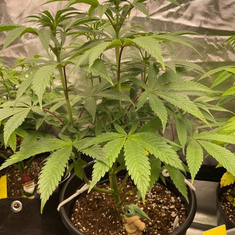 Swell Genetics growlog timeline photo