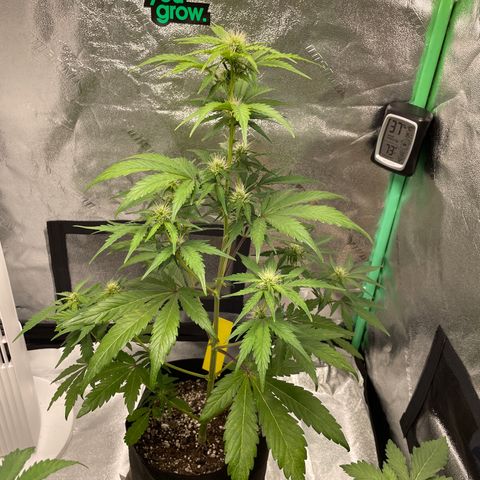 Critical+ 2.0 Auto growlog timeline photo