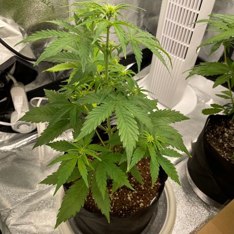 Crystal Candy XL Auto growlog timeline photo