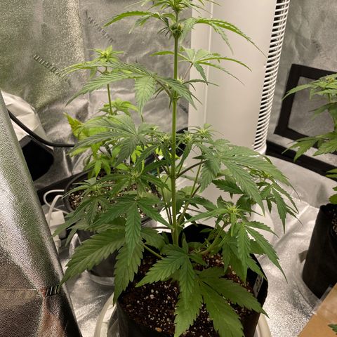 Crystal Candy XL Auto growlog timeline photo