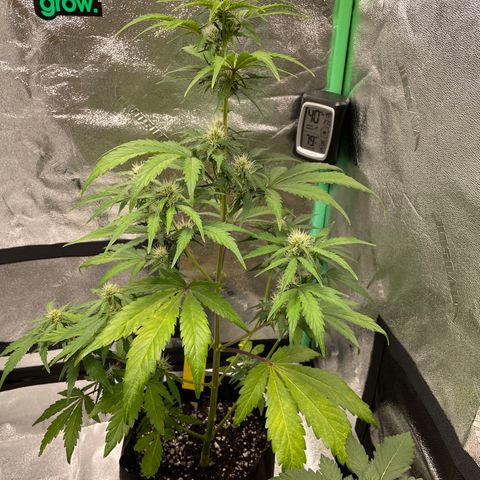 Critical+ 2.0 Auto growlog timeline photo