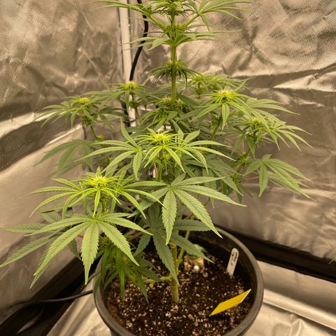 Northern Lights growlog timeline photo