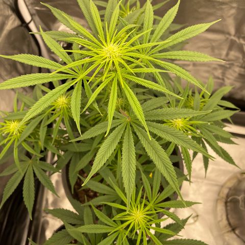 Northern Lights growlog timeline photo