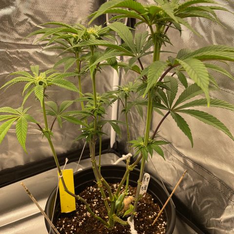 Swell Genetics growlog timeline photo