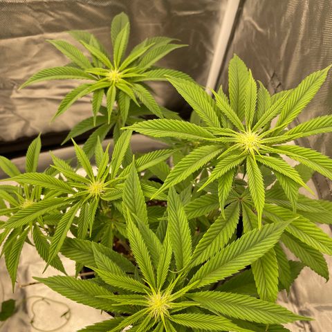 Swell Genetics growlog timeline photo