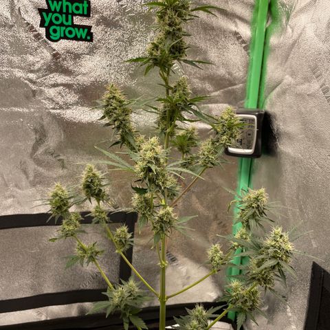 Critical+ 2.0 Auto growlog timeline photo