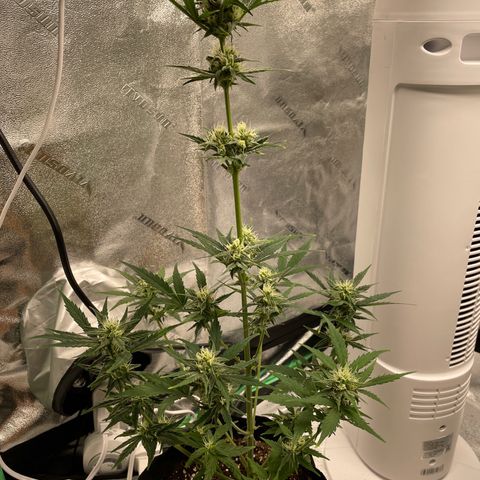 Crystal Candy XL Auto growlog timeline photo