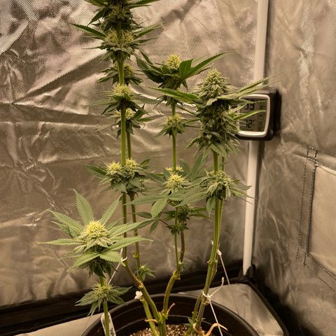 Swell Genetics growlog photo: Pollinated one branch