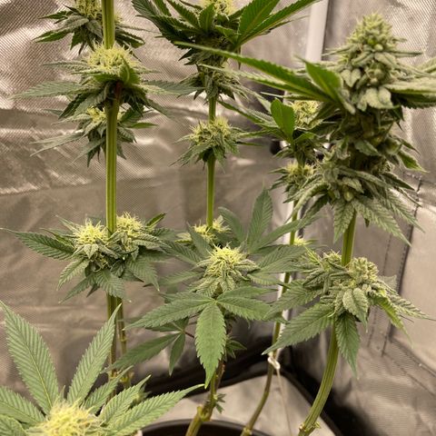 Swell Genetics growlog photo: Pollinated one branch