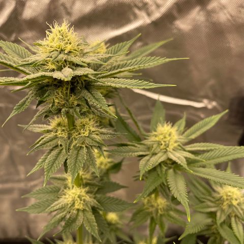 Swell Genetics growlog photo: Pollinated one branch