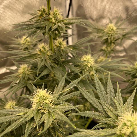Northern Lights growlog photo: Pollinated one branch