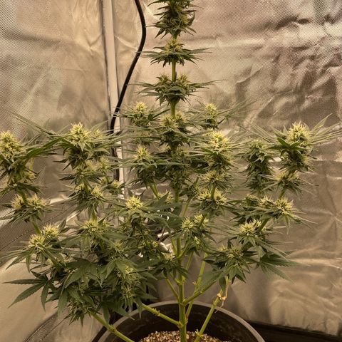 Northern Lights growlog photo: Pollinated one branch