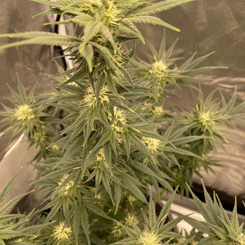 Northern Lights growlog photo: Pollinated one branch