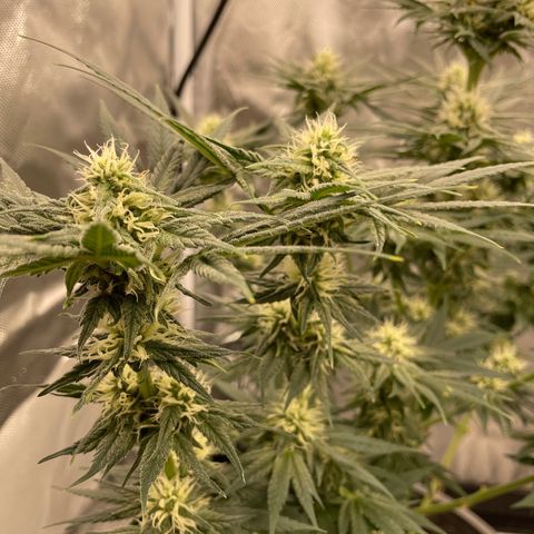 Northern Lights growlog photo: Pollinated one branch