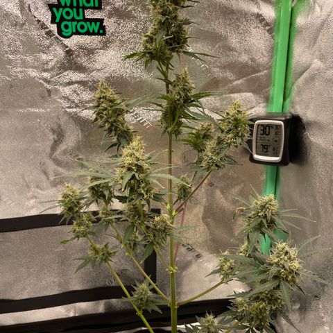 Critical+ 2.0 Auto growlog timeline photo