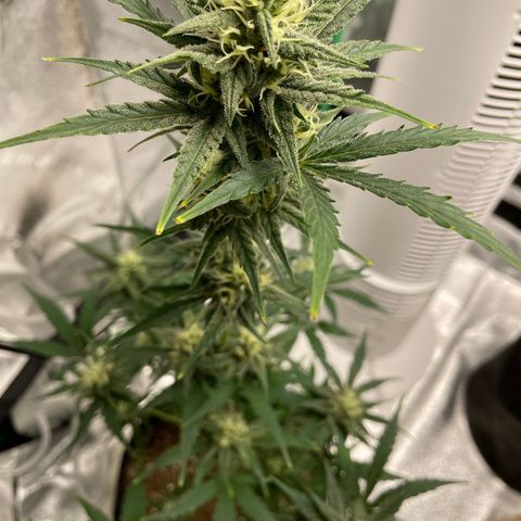 Crystal Candy XL Auto growlog timeline photo