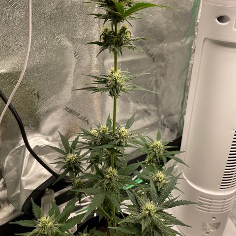 Crystal Candy XL Auto growlog timeline photo